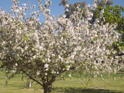 オーストラリア、カウラ（シドニー西方250キロ）の桜