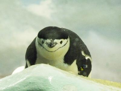 楽チン ほぼひとり出張2012 滋賀の翌日 ①名古屋港水族館