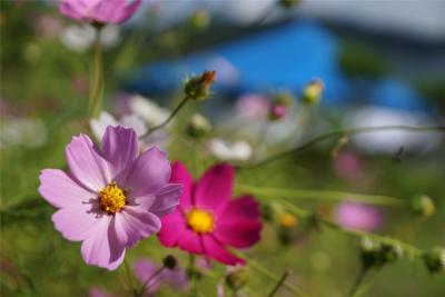 西湖コウモリ穴と河口湖散策