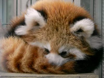 赤ちゃんに会いに*＾＾*～徳山動物園～