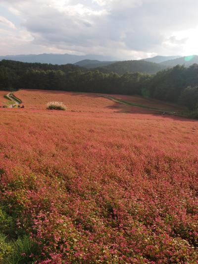 絵になる景色を撮りに行こう！ 2012秋 伊那「赤そばの里」