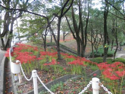 29水曜ひる一時帰国３行きは彼岸に遅れて彼岸花　戻りは香りをきかずキンモクセイ