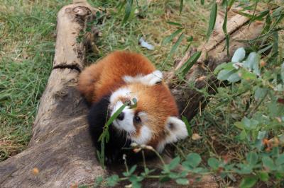 長野新幹線に乗って茶臼山動物園までレッサーパンダの赤ちゃん詣（2）もこもこキュートな赤ちゃんたちと屋外レッサーパンダたち