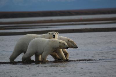 極北の海辺で白熊を撮る