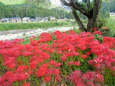 まだ残っていた彼岸花