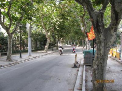 上海の花渓路・プラタナス並木路