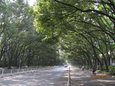 上海の江川路・プラタナス並木路