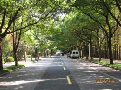 上海の隆平路・プラタナス並木路