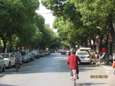 上海の古華路・プラタナス並木路
