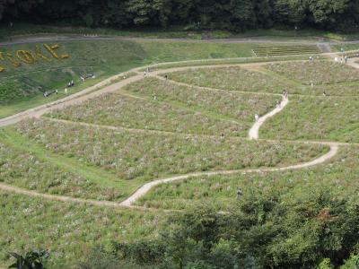 久里浜花の国のコスモスが見頃