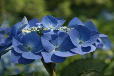 紫陽花の鎌倉　明月院