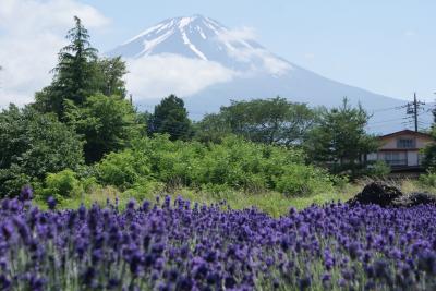 ラベンダー咲く　河口湖