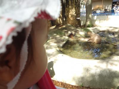 2012年10月：初動物園＠千葉（子供１０ヶ月）