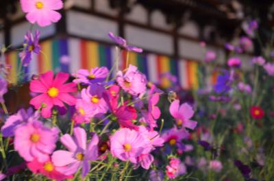 般若寺　コスモス花あかり～花と光と音楽の夕べ～