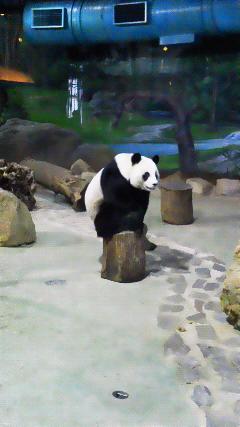やっぱりパンダ!なたびにっき 2日目