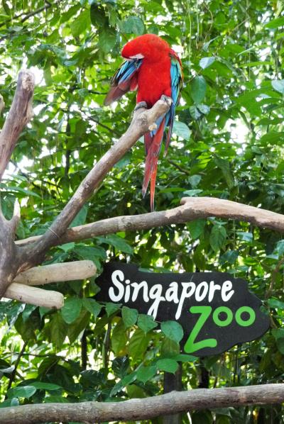 シンガポール旅 ［４］ マンダリンオリエンタル２泊目（プール＊動物園＊ナイトサファリ）