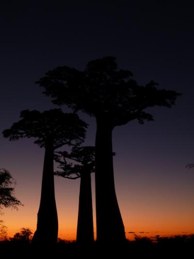 マダガスカル③モロンダヴァへ（バオバブ編）