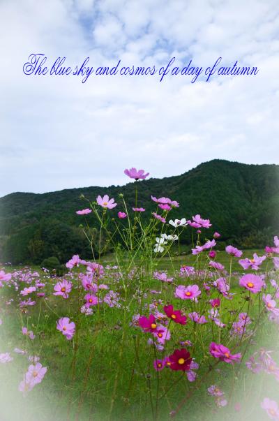 秋の日の碧空、満開の秋桜畑と般若寺ライトアップ