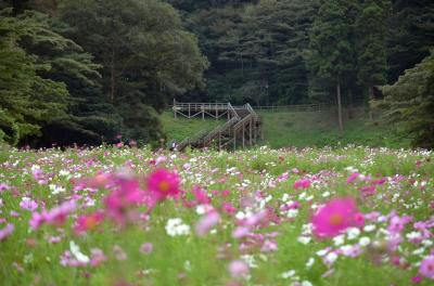 くりはま花の国　コスモスは100万本