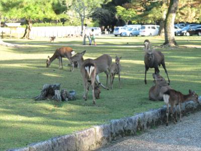 数時間観光in奈良公園の勧め
