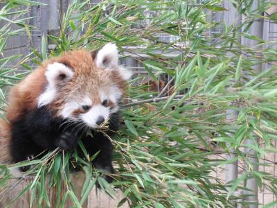 徳山動物園の今年生まれのレッサーパンダの赤ちゃんに会いに！