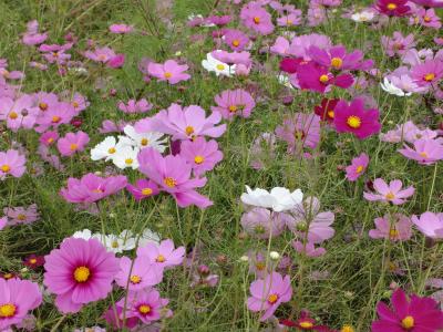 食べた！見た！撮った！笑った！プチオフ会☆カレーとコスモスと噂の２人ヽ(^o^)丿