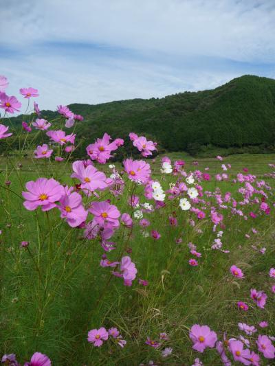カレーと秋桜のミニオフ会≪柳生の里のコスモス編≫