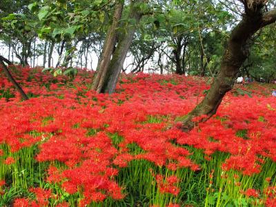 日帰り散策 ： 日本一の曼珠沙華