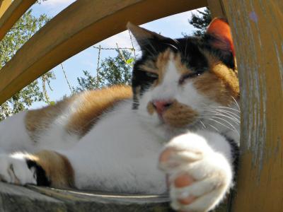 彩湖・道満グリーンパーク 猫たび②