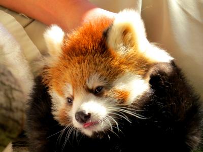 秋の赤ちゃんレッサーパンダ紀行【３】 鯖江市西山動物園　ミンファ母さんの愛情深さゆえの西山１３年ぶりの人工哺育・・・ソウソウ君公開です！！