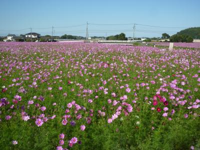 日帰りバス旅行   １６００万本のコスモス園へ
