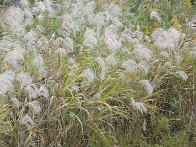 10月20日の舞岡公園