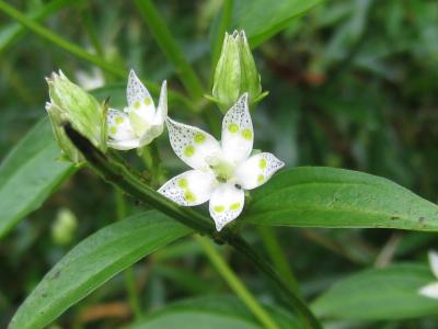 近場で秋の草花と遊ぶ