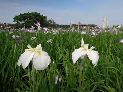 自転車で行ってみよう。小岩菖蒲園