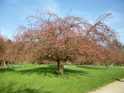 ソー公園の桜　2012　