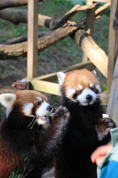 レッサーパンダ・オフ会で千葉市動物公園へGo！（2）リンゴタイムの大人のレッサーパンダたちもとってもキュート@