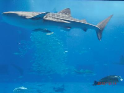 １歳児連れで沖縄旅行～２日目～