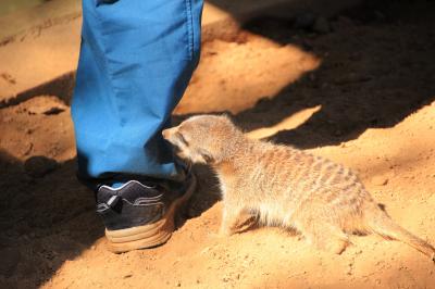 レッサーパンダ・オフ会で千葉市動物公園へGo！（3）動物が近くて見やすくてびっくり！～レッサーパンダ以外の動物も楽しめた@