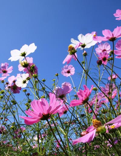 うす紅の秋桜が彩どる 昭和記念公園ファン倶楽部オフ会