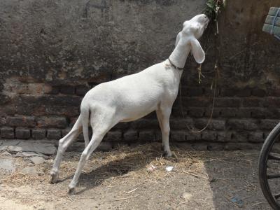 インド周遊(その32) 18日目 デリー 市内散策 ~ 夜行列車の旅