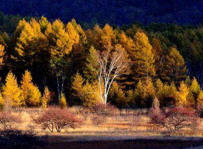 2012年紅葉絶景スポット巡り（４）奥日光小田代ヶ原編