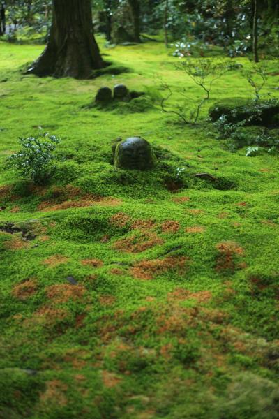京都　雨の大原三千院