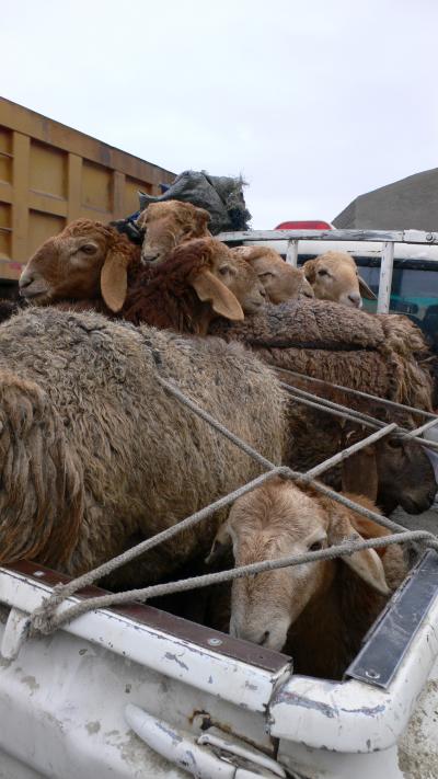 新疆ウイグル自治区に関する旅行記・ブログ(5ページ)【フォー 新疆ウイグル自治区に関する旅行記・ブログ(5ページ)【フォー