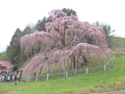 三春の滝桜と紅枝垂地蔵桜