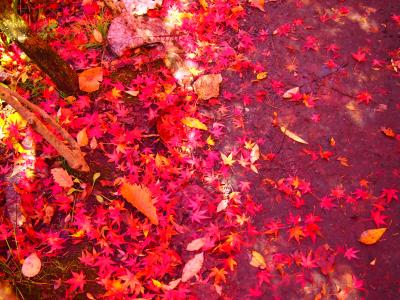 2012.10　軽井沢　紅葉と美味しいお料理の旅