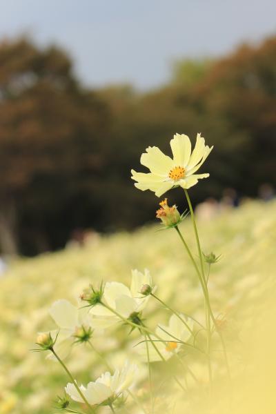昭和記念公園で今年唯一のチャンスの本格コスモス詣（3）マクロレンズ一本でチャレンジしたイエローコスモス・ガーデン