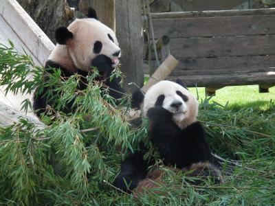 2012年１０月関西　その３　アドベンチャーワールド　ジャイアントパンダ編（優浜・良浜除く）