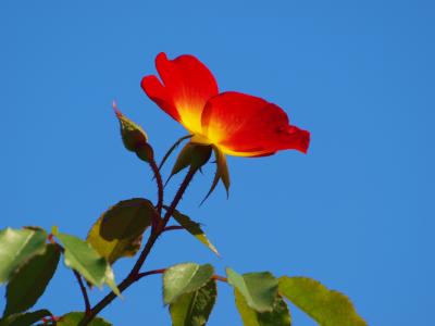 今朝の散歩は　旧古河庭園の薔薇　　「秋のバラ　フェステｲバル」へ