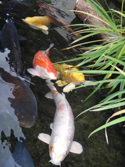 秋の津和野・萩 ＊高齢親子旅＊ 津和野編　