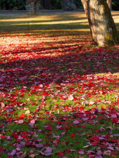 秋の彩り　紅葉のビクトリアを走る（ダンナがね）